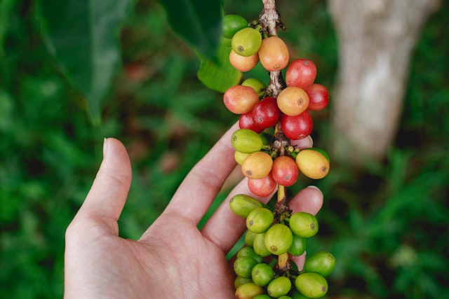 Tour de café à l'Hacienda Venecia