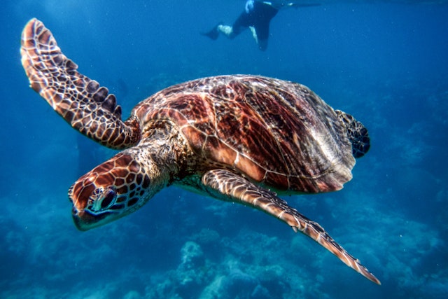 Plongée près des poissons exotiques