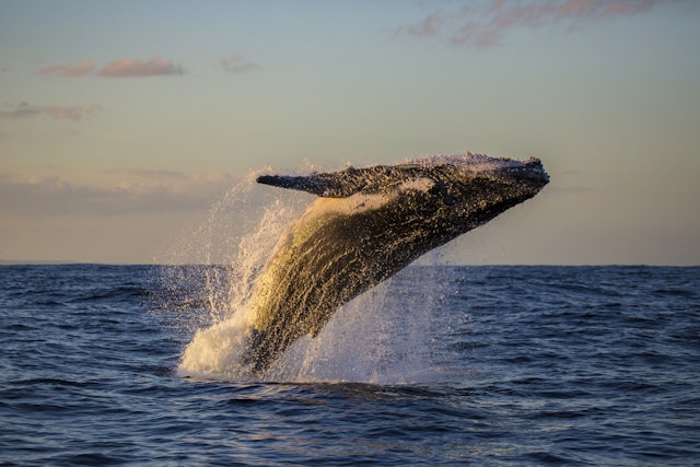Petit-déjeuner avec les baleines