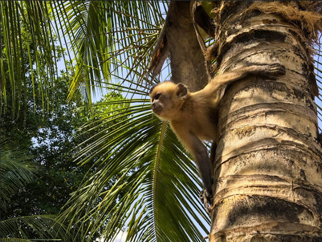 Explorez Rio Preguiças jusqu'à Atins