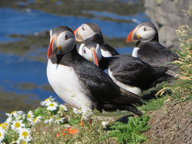 Papageientaucher Borgarfjordur Eystri 