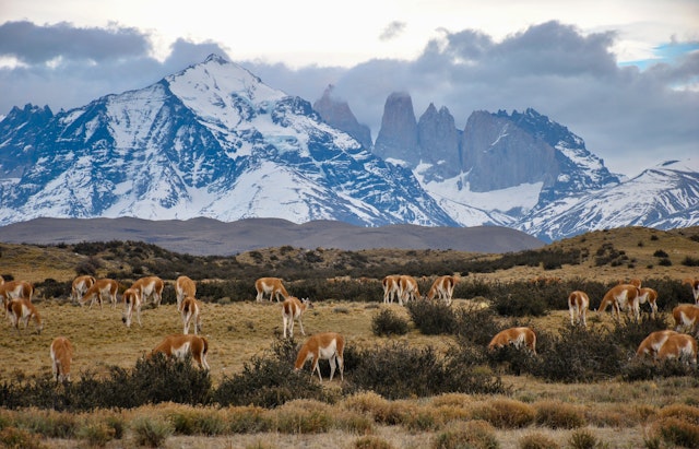 Torres del Paine & grotte de Milodon