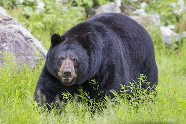 Zipline Abenteuer - Bear Tour 
