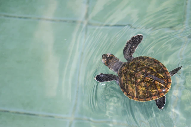 Centre de conservation des tortues