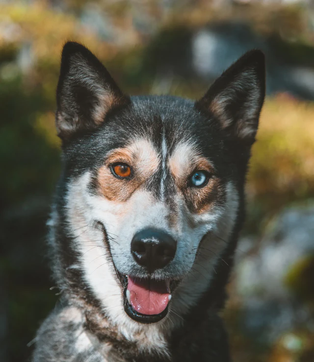 Besuch im reinen Husky-Zwinger