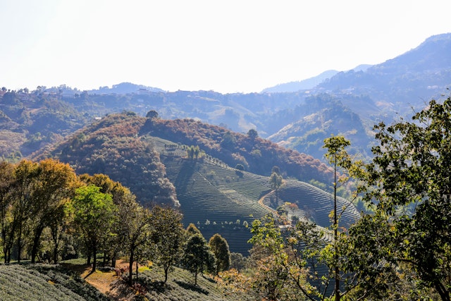 Doi Mae Salong & Triangle d'or