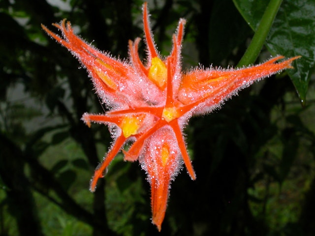 Ponts suspendus dans la forêt nuageuse