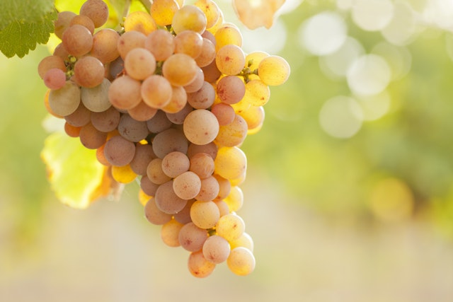 Lake Country Weintour