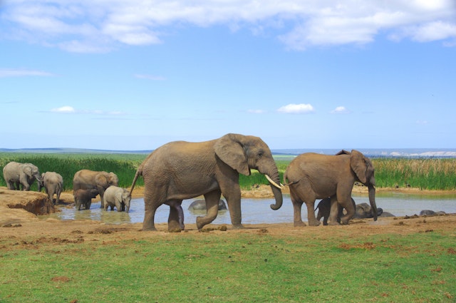 Addo Elephant Park Tour 