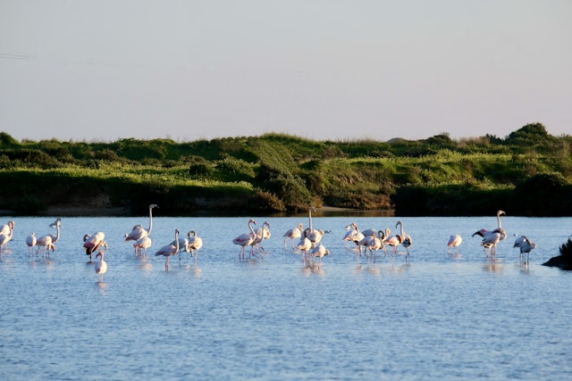 Ria Formosa: 2 hour Boat Tour