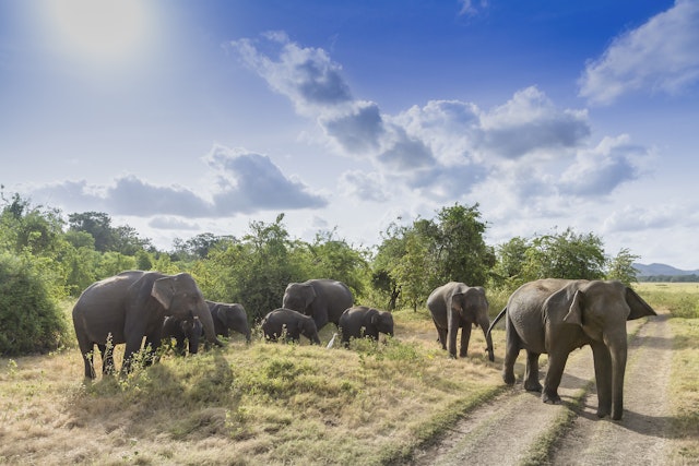 Safari à Minneriya en demi-journée