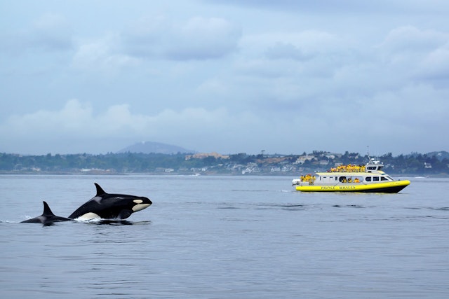 Observation des baleines à Vancouver