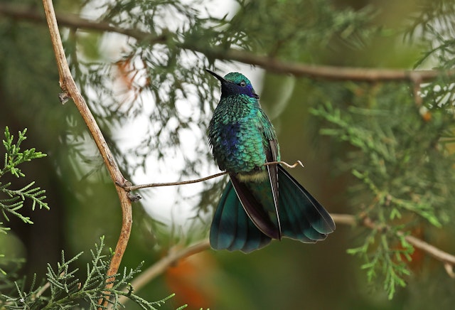 Cratère de Pululahua & Mindo