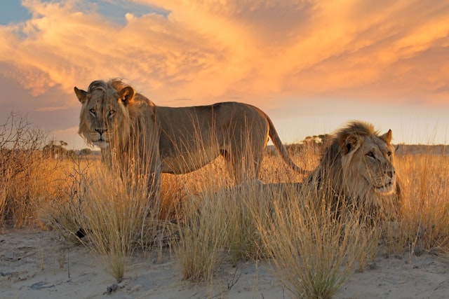 Kalahari Wüsten-Tour