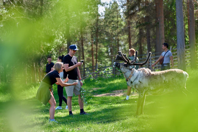 Besuch auf traditioneller Rentierfarm