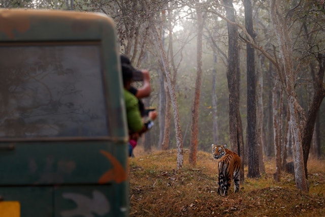 Kabini Nationalpark Safari