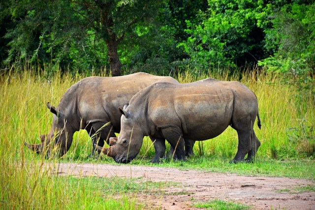 Ziwa Nashorn Tracking