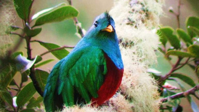 Tour à la recherche du Quetzal