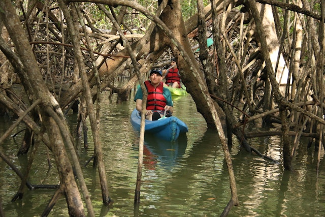 Kayak dans la mangrove de Damas
