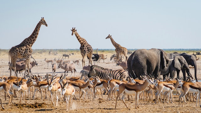 Safari à Etosha d'une demi-journée