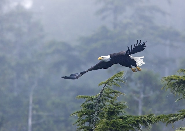Discover the Rainforest Kayak & Hike