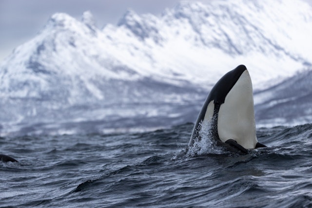Stilles Whale Watching