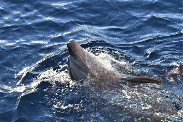 Delfin Tour in Hawaii
