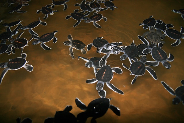 Visite d'une écloserie de tortues