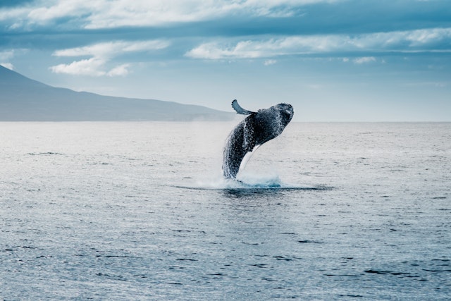 Observation des baleines - Húsavík