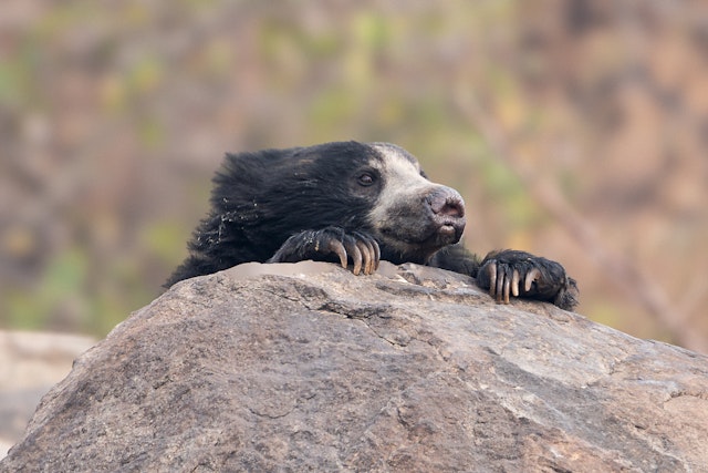 Bhandavgarh Nationalpark Safari