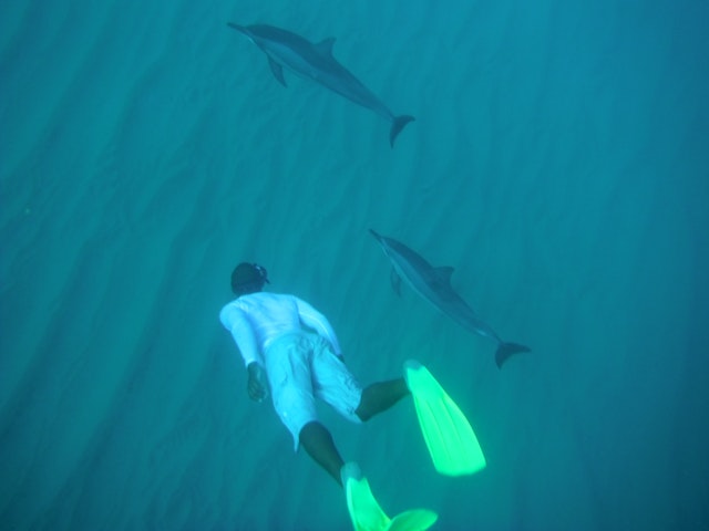 Delphin-Abenteuer