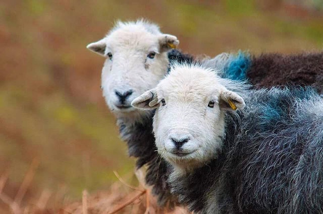  Lake District Escape: Scenic Day Trip