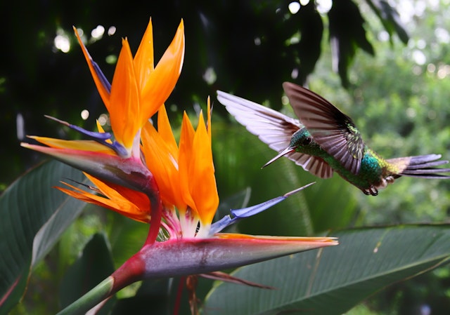 CATIE Institut & Botanischer Garten