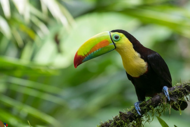 Tour en bateau sur le fleuve Sarapiqui