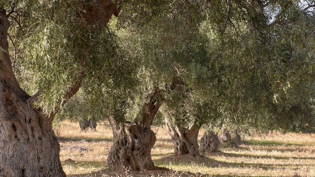 Olive Oil Tasting at Mykonian Farm
