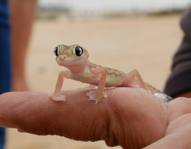 Die artenreiche Wüste