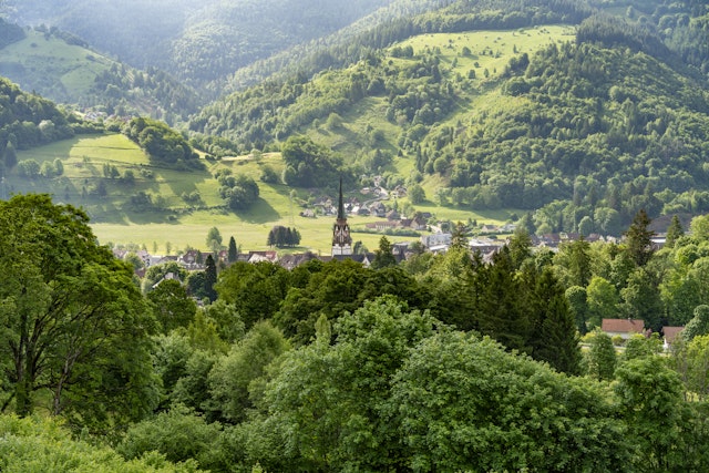 Black Forest in Depth