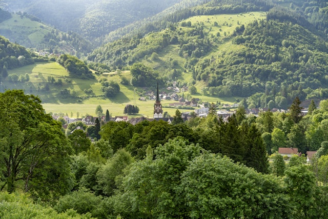 Black Forest in Depth