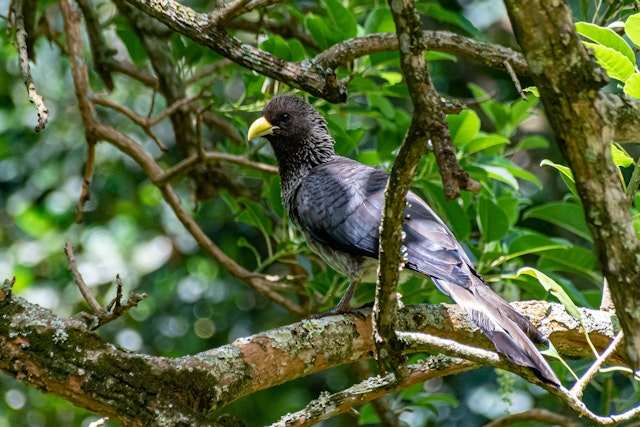 Botanische Gärten und Wildlife Centre
