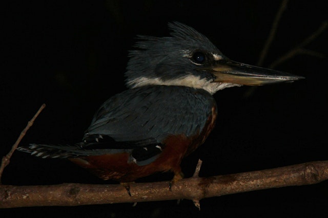 Nächtliche Wildtierbeobachtung