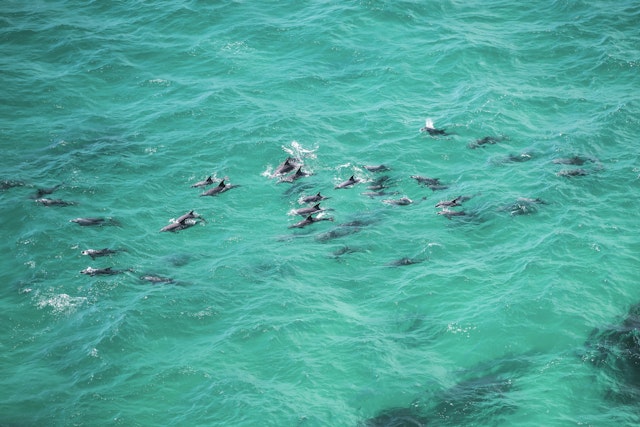 Kayak au milieu des dauphins