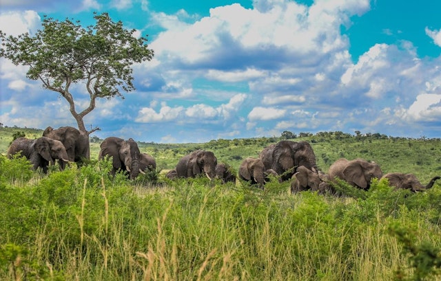 Big 5 Open Game Drive Tagessafari