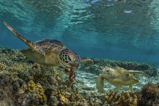 Cruise an das Great Barrier Reef