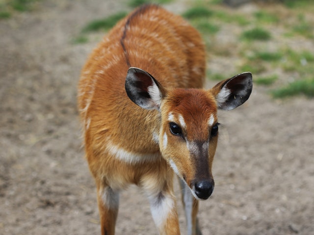 Pirschfahrt - Queen Elizabeth Park