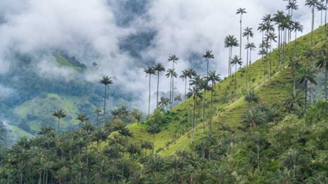 Tagestour Valle del Cocora und Salento