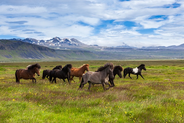 Randonnée à cheval dans les montagnes