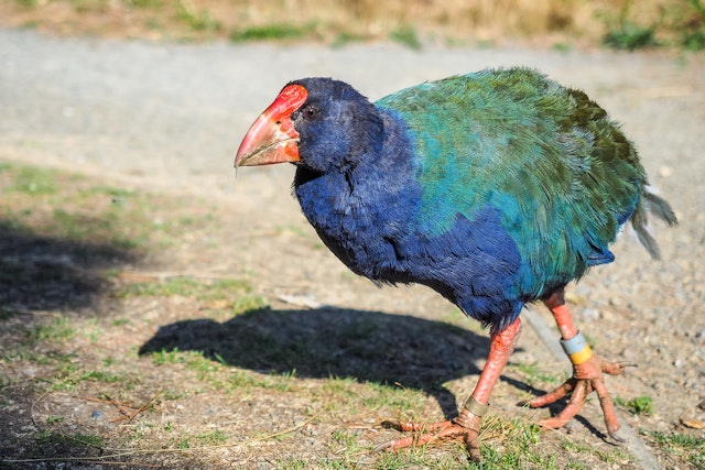 Visite nocturne de Zealandia