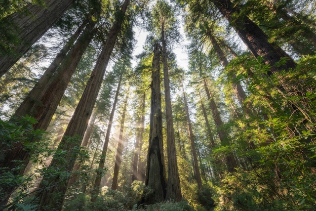Sentier des arbres de Redwood la nuit
