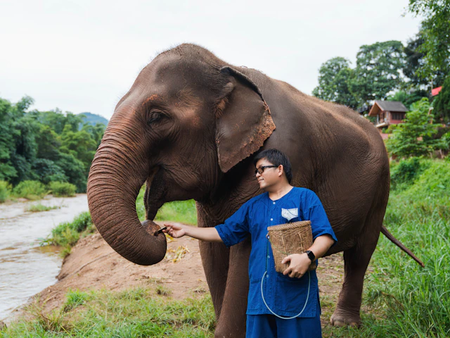 Au contact des éléphants