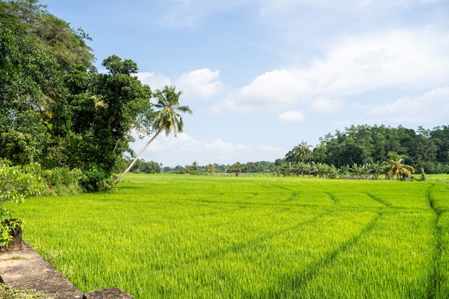 Safari au parc national Gal Oya